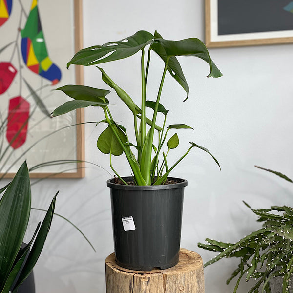 Monstera Deliciosa 170mm