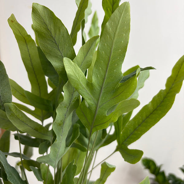 Phlebodium Blue Star Fern 100mm
