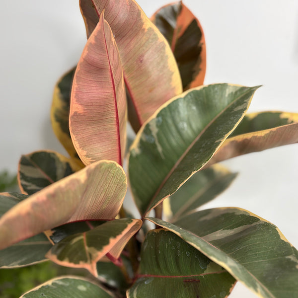 Ficus Tineke in Large Gerti Pot Cookies & Cream