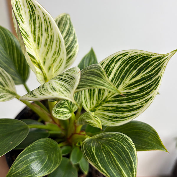 Philodendron Birkin 120mm