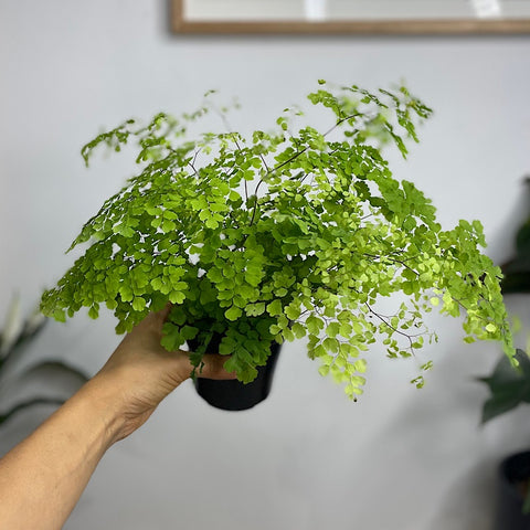 Adiantum Aethiopicum Maidenhair Fern 90mm