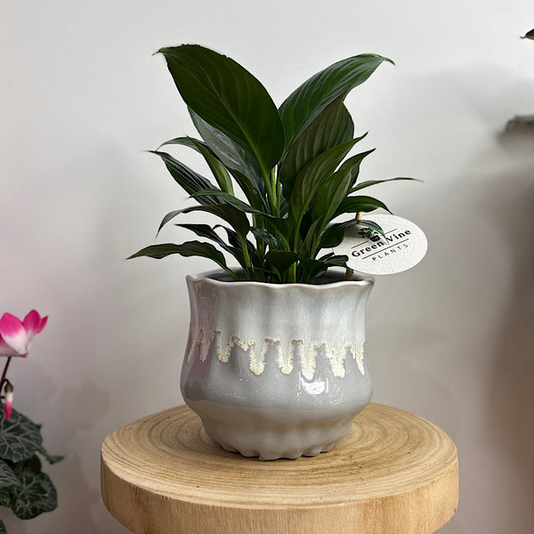 Peace Lily in Jesse Pot Sky