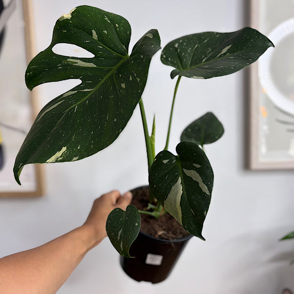 Monstera Thai Constellation Variegated 150mm