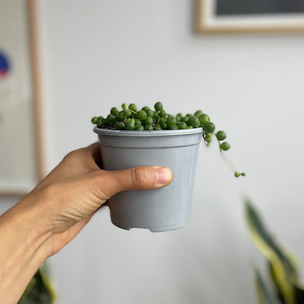 Senecio Rowleyanus String of Pearls 105mm