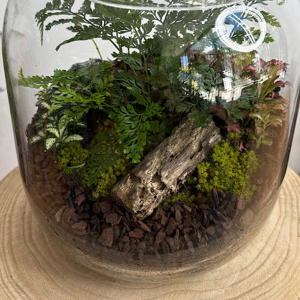 Fern & Fittonia Medium Frida Terrarium