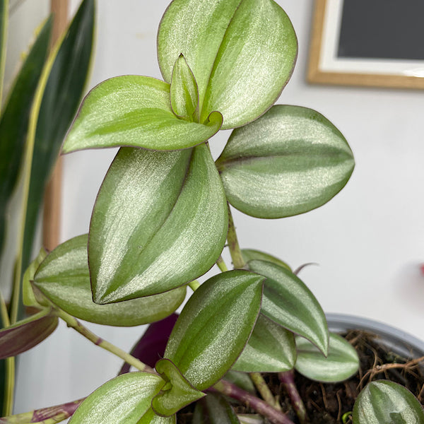 Tradescantia Zebrina Spiderwort 130mm