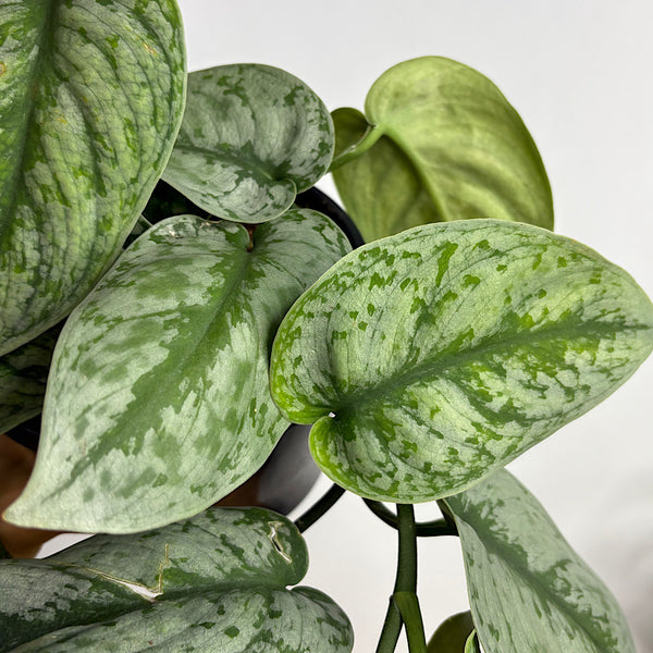 Scindapsus Exotica 155mm