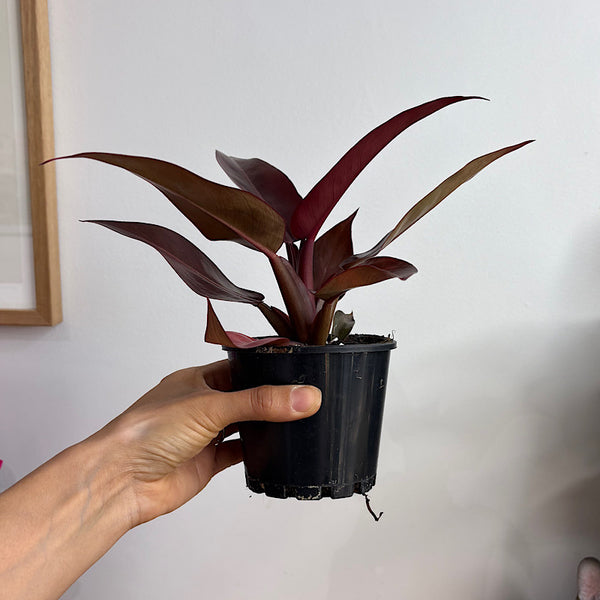 Philodendron Red Sun 100mm