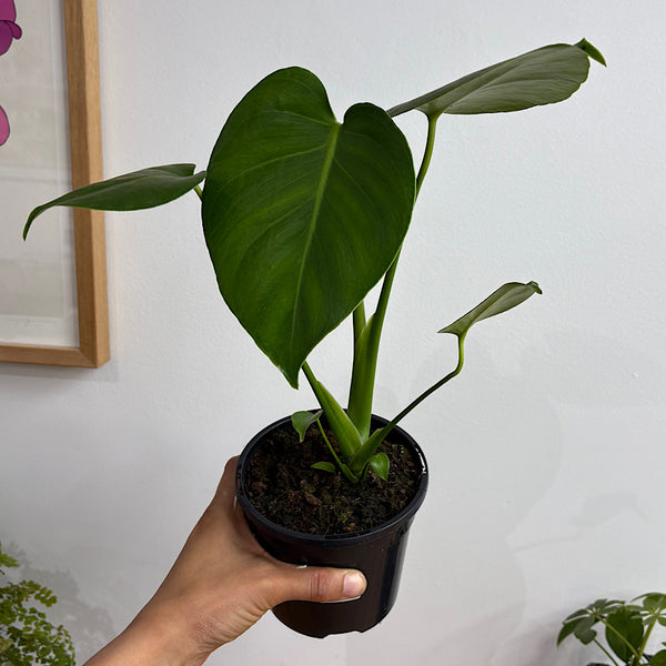 Monstera Deliciosa Fruit Salad 120mm