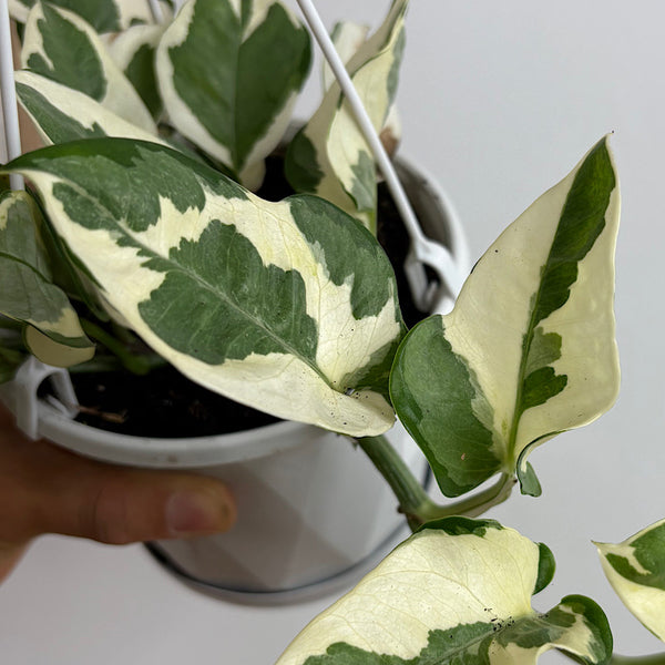 Epipremnum N'Joy 130mm Hanging