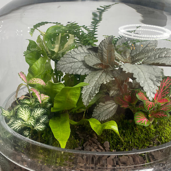Large Teardrop Dome Terrarium #0423