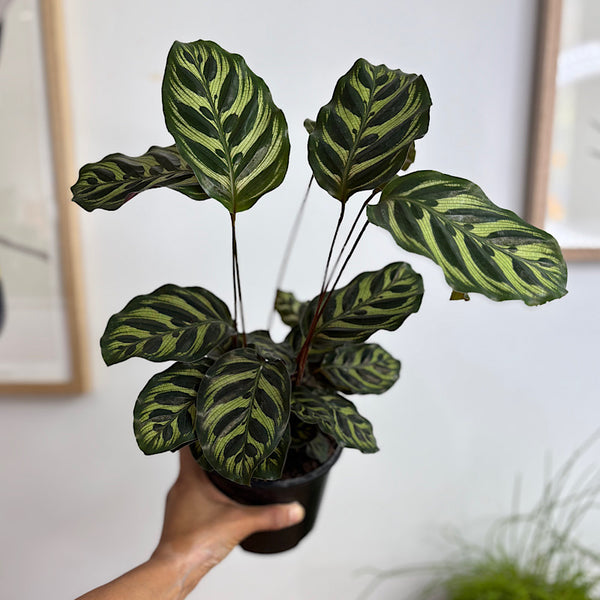 Calathea Makoyana Peacock Plant 130mm