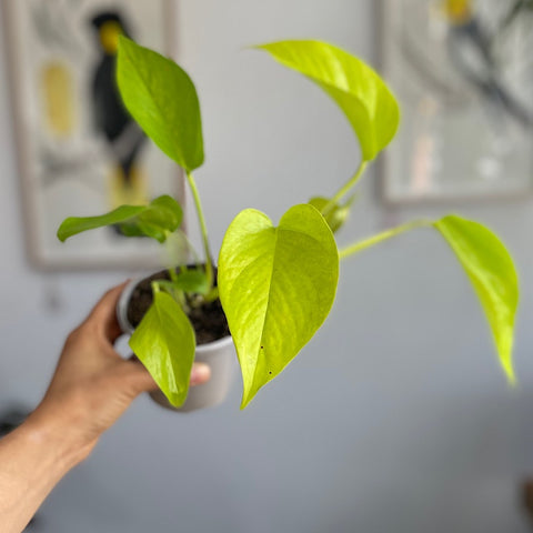 Epipremnum Aureum Goldilocks Pothos 105mm