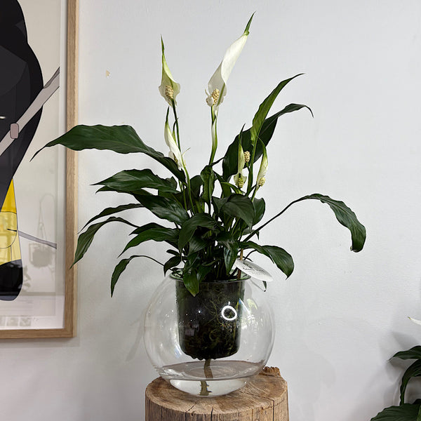 Peace Lily in Large Glass Self Watering Orb Pot