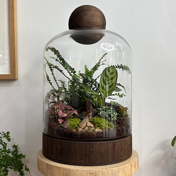 X-Large Helga Terrarium with Lush Forrest with Timber Base and Ball #2509