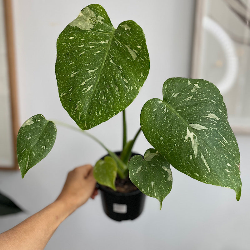 Monstera Thai Constellation Variegated 130mm