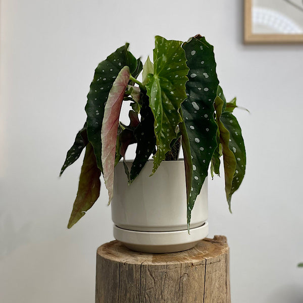 Begonia Maculata in Medium Zurich Pot White