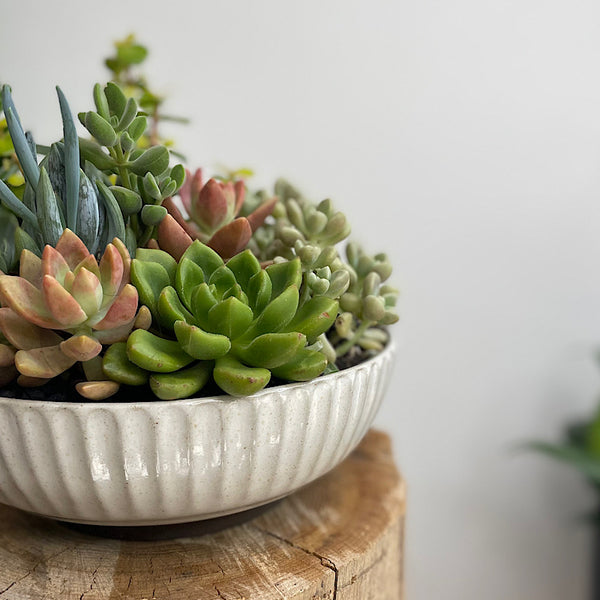 Assorted Succulent Arrangement in White Glazed Bowl