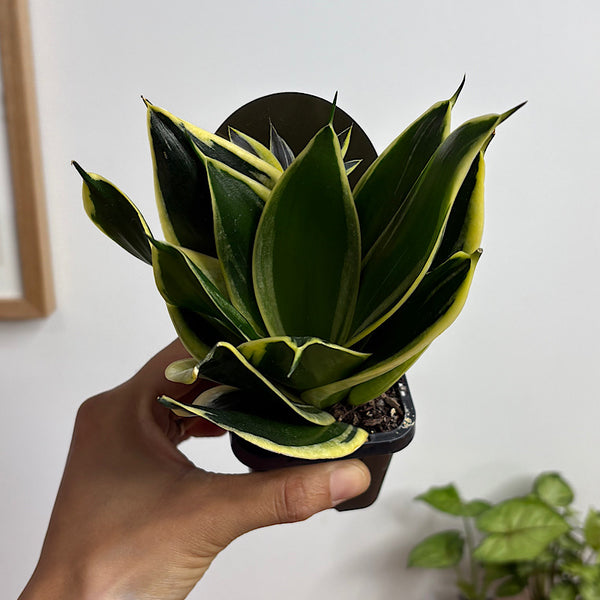 Sansevieria Lotus Hahnii Snake Plant 70mm