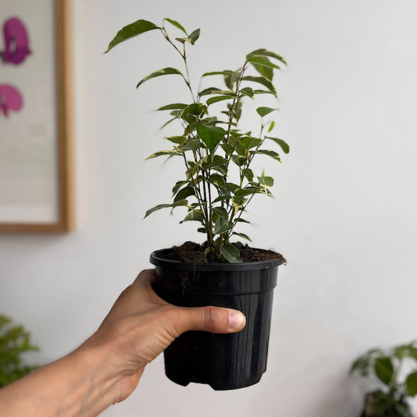 Ficus Benjamina Starlight 120mm