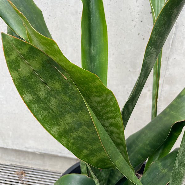 Sansevieria Hyacinthoides 300mm