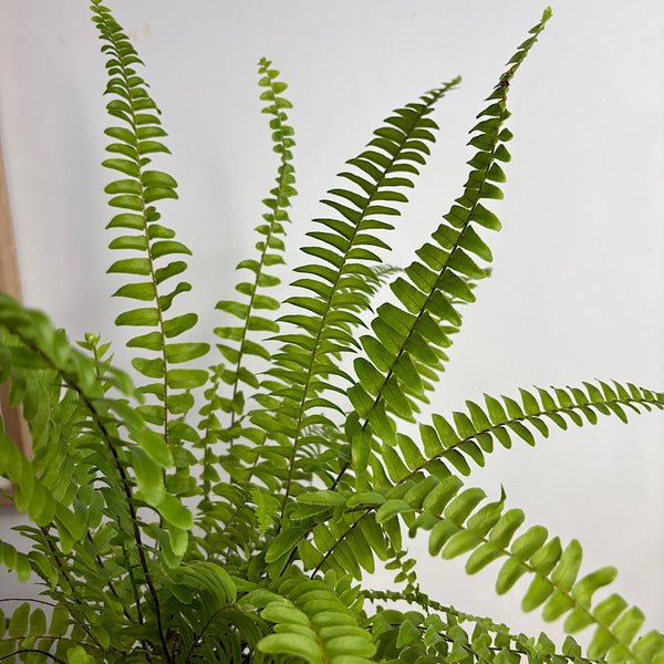 Nephrolepis Montana Boston Fern 100mm