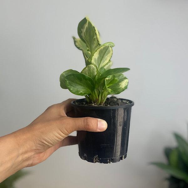 Peperomia Obtusifolia Speckled Marble 100mm