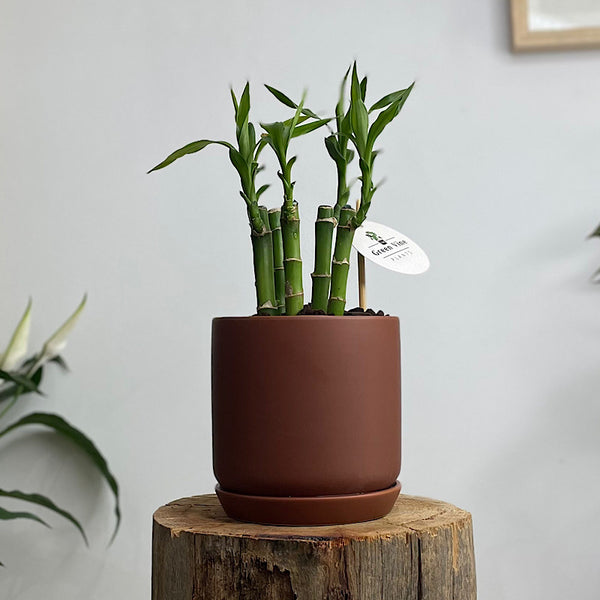 Lucky Bamboo in Small Oslo Pot Brick