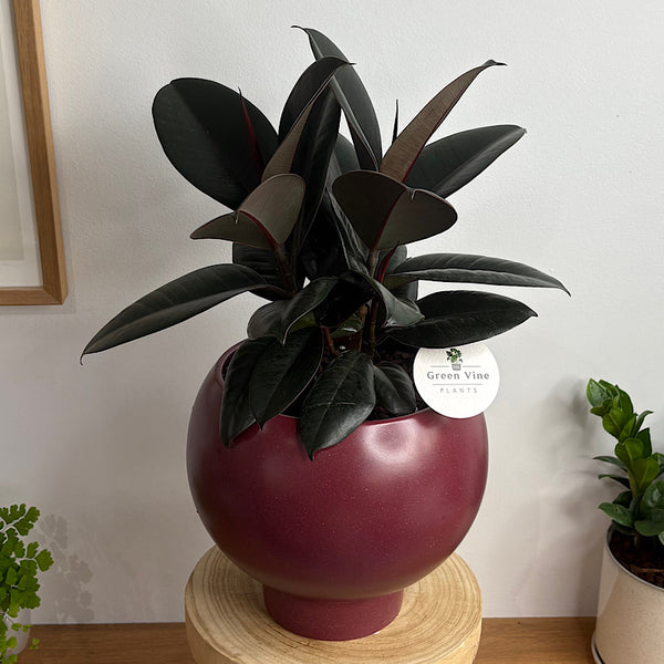 Burgundy Ficus in Large Orbit Ruby