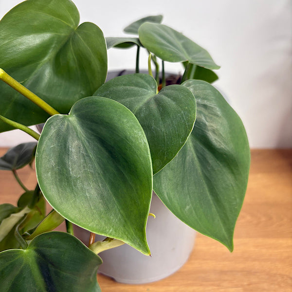 Philodendron Cordatum 170mm