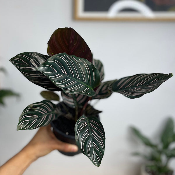Calathea Sanderiana Pinstripe 130mm