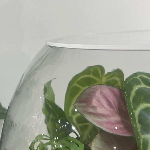 Lush Forest Terrarium Bowl #1312