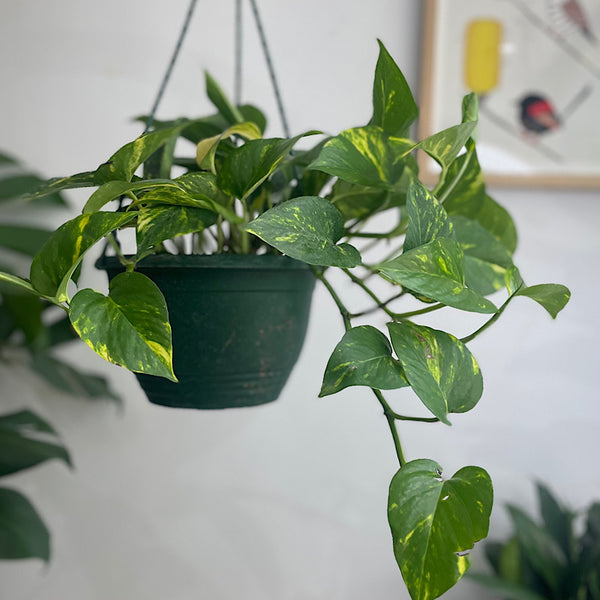 Epipremnum Aureum Devils Ivy Pothos Hanging 200mm