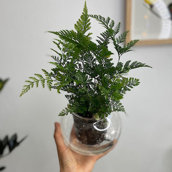 Rabbits Foot Fern in Medium Self Watering Glass Pot