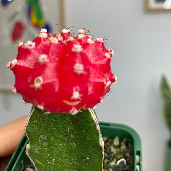 Grafted Cactus 65mm