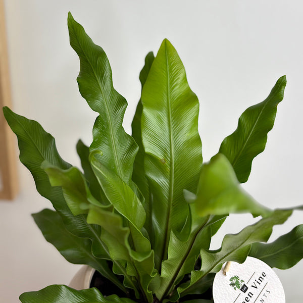 Bird's Nest Fern in Hanover Pot Parchment