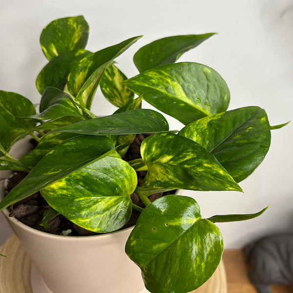 Devil's Ivy in Small Hamburg Pot Parchment
