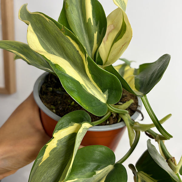 Philodendron Hederaceum Rio 130mm