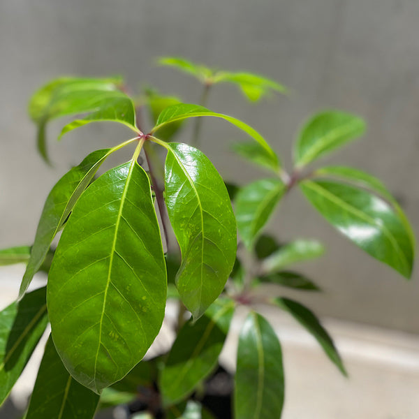 Schefflera Amate Umbrella Tree 200mm