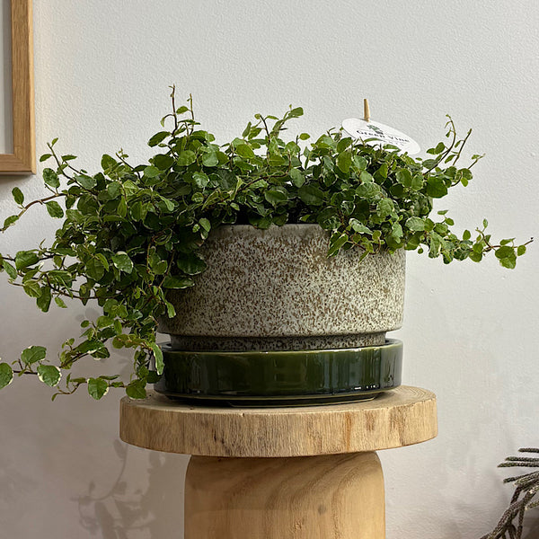 Ficus Ice Caps in Large Wide Pollock Pot Limestone