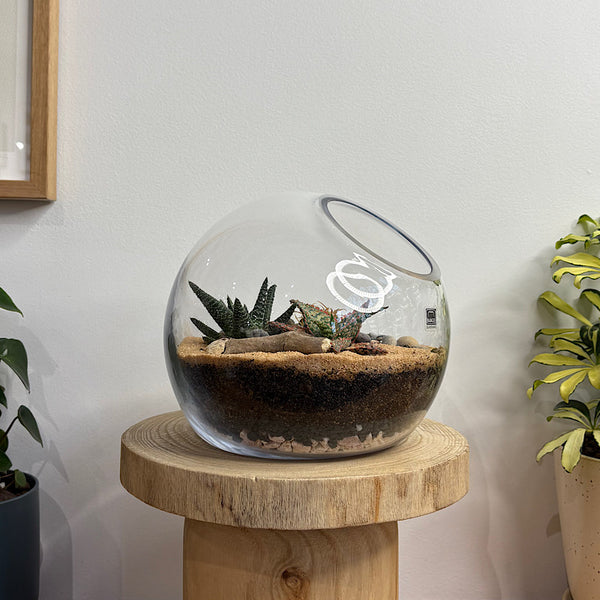 Open Cut Orb Succulent Terrarium Medium