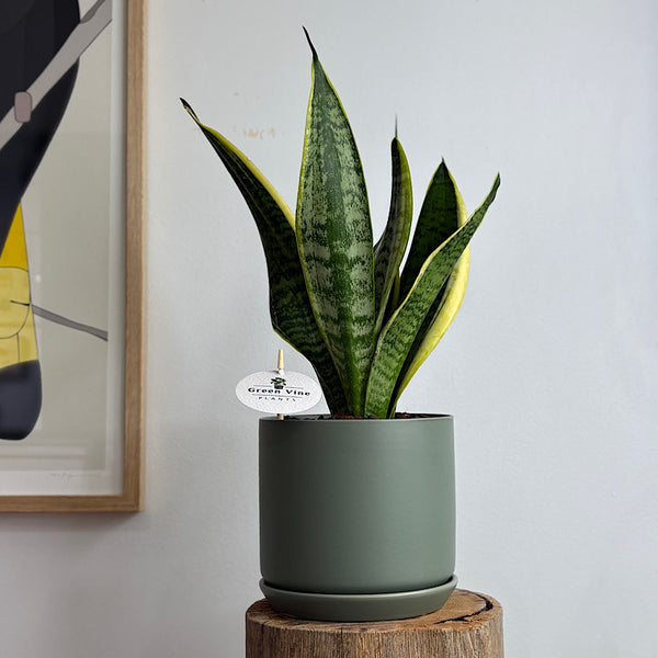 Sansevieria Snake Plant in Medium Oslo Pot Eucalyptus