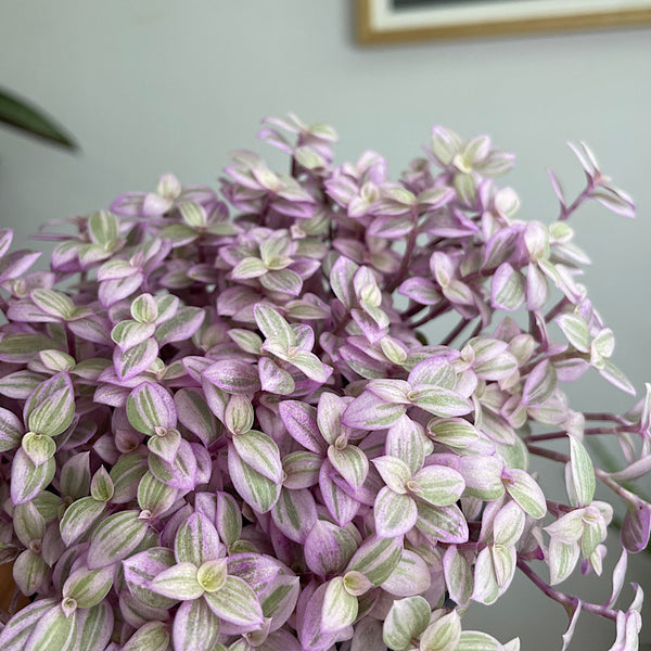 Callisia Repens Pink Panther 100mm