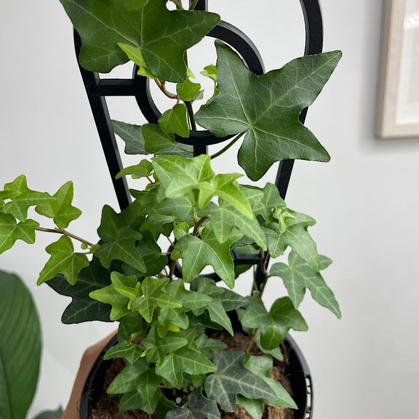 Hedera Helix Pittsburg Ivy 130mm