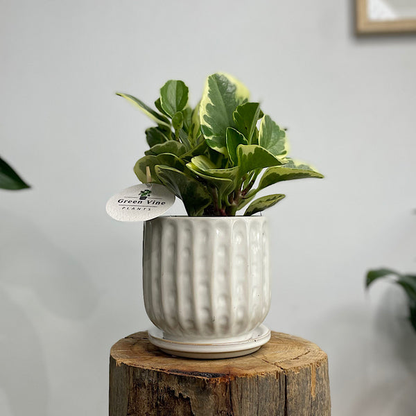 Peperomia Obtusifolia Variegata in Clovelly Pot White