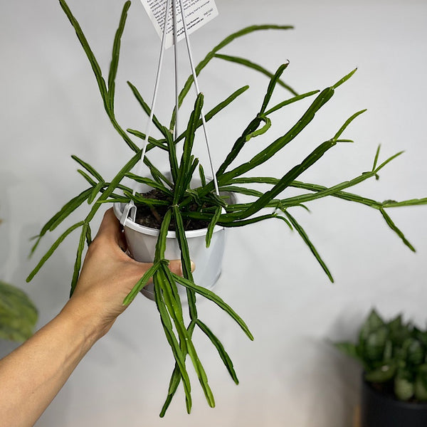 Rhipsalis Pentaptera 130mm Hanging