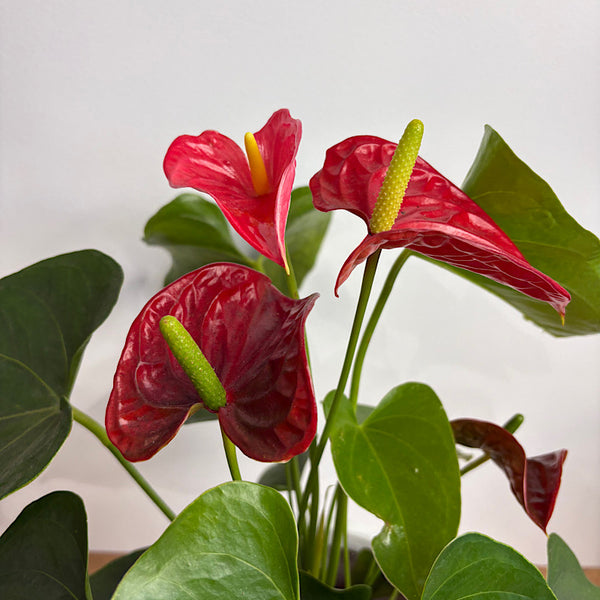 Anthurium Flamingo Flower Red in Modestone Pot White