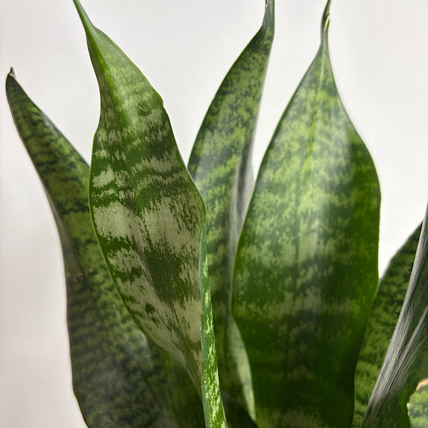 Sansevieria Snake Plant in Medium Oslo Pot Navy