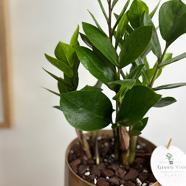 Zanzibar Gem in Medium Oslo Pot Espresso