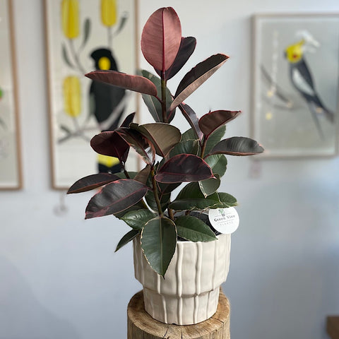 Ficus Ruby in Large Parker Pot Cream